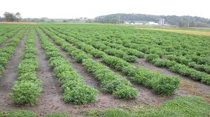 Alfalfa: reducir las brechas ambientales para tener más forraje
