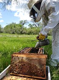 Piden a apicultores denunciar cualquier sospecha del Mal del río en colmenas