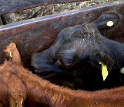 Determinaron los requisitos para habilitar la comercialización de dispositivos de identificación electrónica de animales
