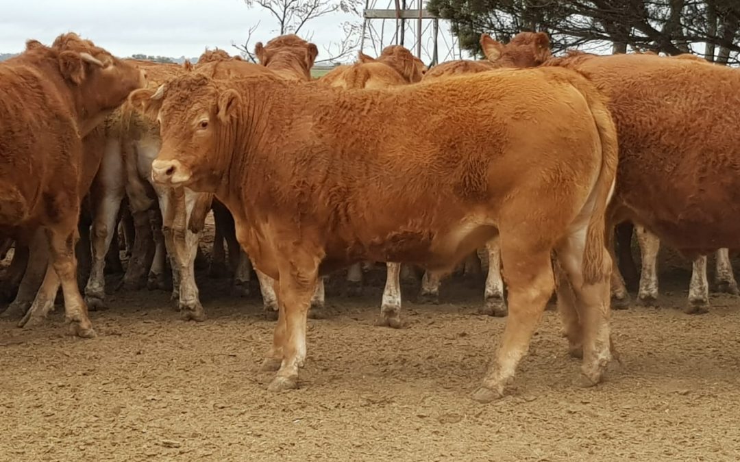 Limousin biotipo argentino:  la herramienta para mejorar el negocio ganadero