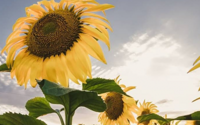 El primer lote de girasol de la cosecha 2019-2020 rindió 4200  kilos por hectárea