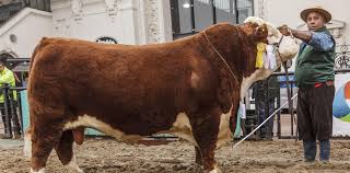Destacada participación de Hereford en el Gran Remate Anual “Genética de Elite”