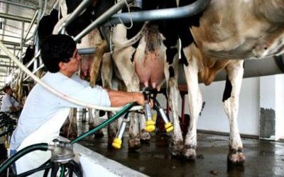 La producción de leche caería un 2% en 2019