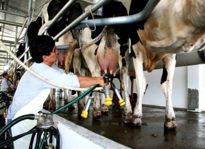 La producción de leche caería un 2% en 2019