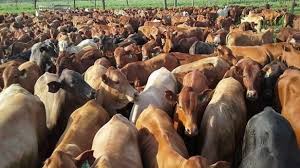 En un año, superó en 7% el volumen producido de carne vacuna argentina