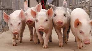 Resultados económicos en granjas de producción intensiva de cerdos