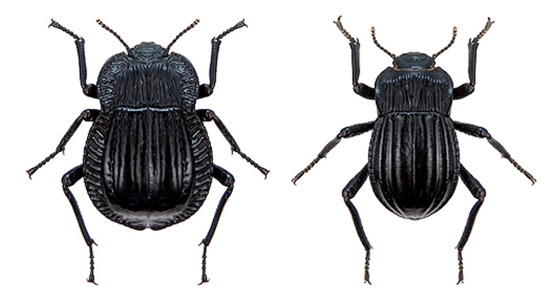 En Santa Cruz, usan escarabajos como indicadores de servicios ecosistémicos