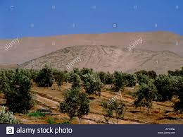 Un tesoro desconocido: nuevo informe de la FAO ofrece primera radiografía de las tierras secas de América del Sur