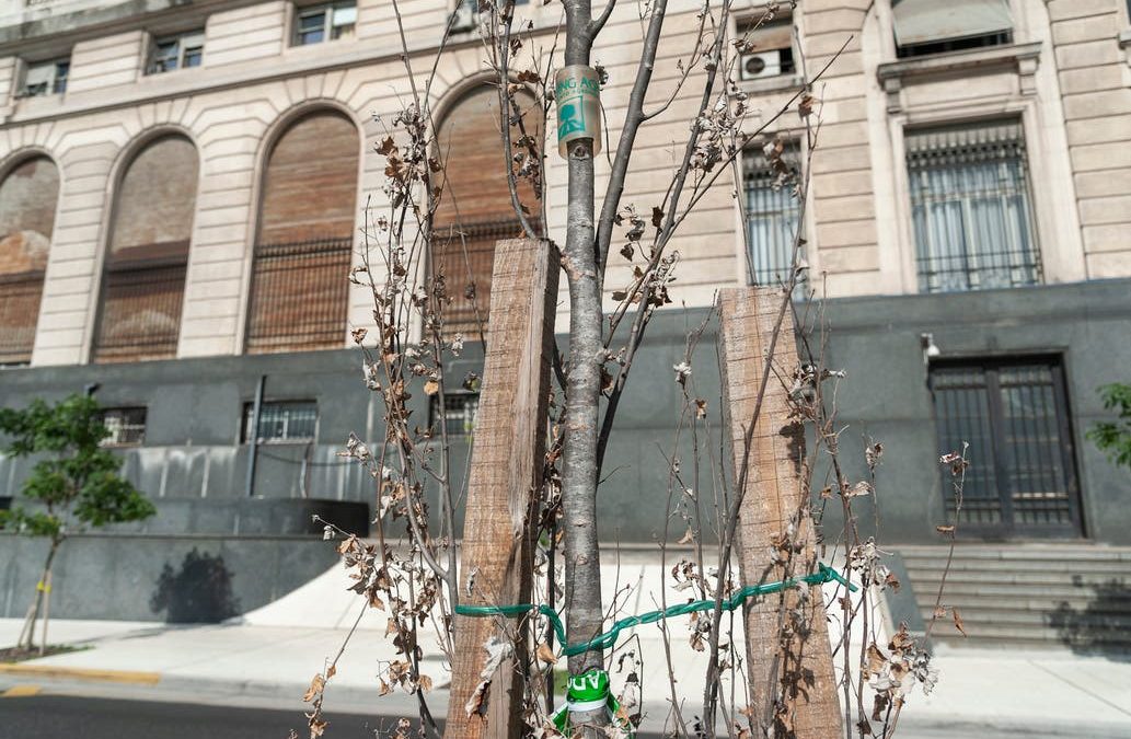 Paseo del Bajo porteño: un tercio de los nuevos árboles están secos
