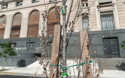 Paseo del Bajo porteño: un tercio de los nuevos árboles están secos