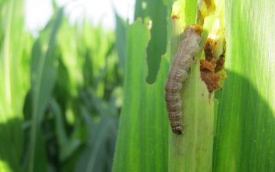 Compuestos vegetales para desarrollar biofertilizantes ecológicos para el agro