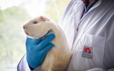 El trabajo del INTA para la protección de animales de laboratorio lleva 10 años