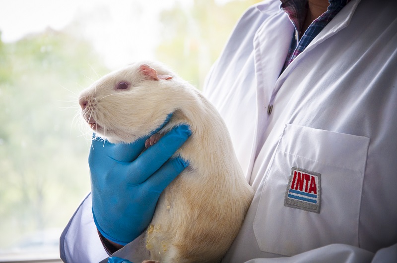 El trabajo del INTA para la protección de animales de laboratorio lleva 10 años
