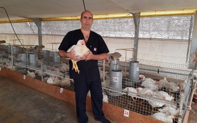 Pollos parrilleros: evalúan probióticos como alternativa a los antibióticos