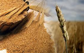 El trigo argentino diversifica destinos y recupera mercados