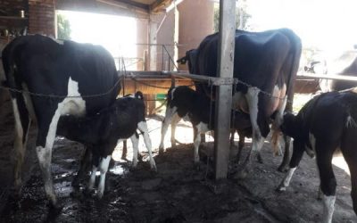 Crían terneros amamantados con vacas sustitutas: «Es un sistema instintivo»