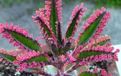 Científicos comprueban eficacia de extractos de la planta Kalanchoe flammea contra cáncer de próstata