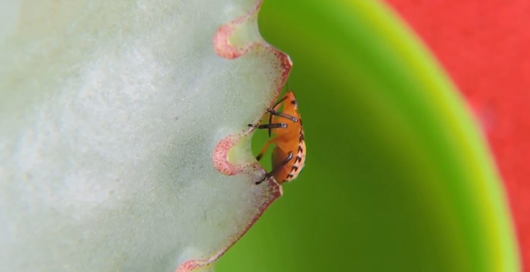 Recomendaciones para prevenir el ingreso de dos plagas vegetales al país