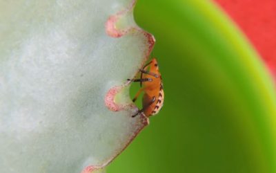 Recomendaciones para prevenir el ingreso de dos plagas vegetales al país