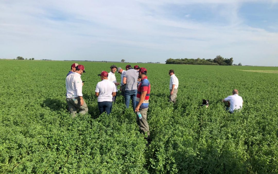 Pastoreos “bien dimensionados” para aprovechar la floración de la alfalfa