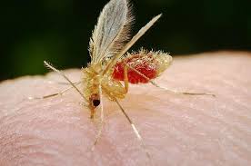 Prevención: Confirmación de un caso de leishmaniasis visceral humana en una mujer de Concordia, Entre Ríos