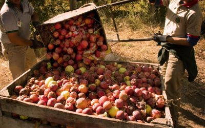 Entra en vigencia la obligatoriedad de las Buenas Prácticas Agrícolas para producir y comerciar frutas