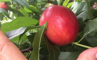 Avanzan en el mejoramiento genético de duraznos y nectarinas