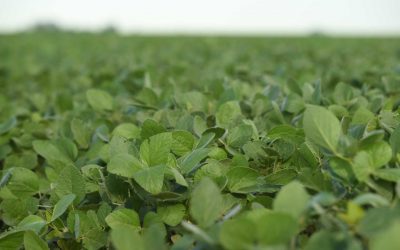 Llegó a Rosario el primer lote de soja de la nueva campaña 2019-2020