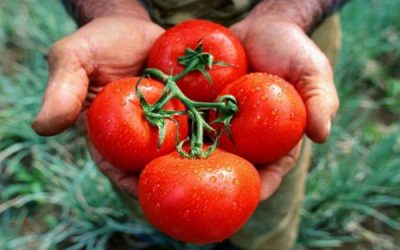 Los tomates de la nueva generación: frescos, inocuos y 4.0