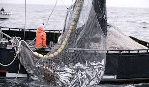 Durante 2019 cayeron el consumo, las capturas y exportaciones de  productos pesqueros