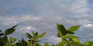 Prevén ascenso térmico con lluvias abundantes sobre noroeste, centro y sudeste del área agrícola