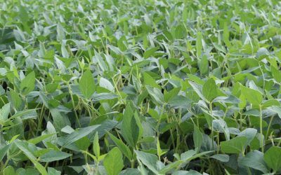 Agricultura autorizó el pago de compensaciones económicas a pequeños productores y productoras de soja