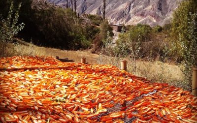Modelo jujeño de economía circular: producen alimentos con residuos agrícolas y energía solar
