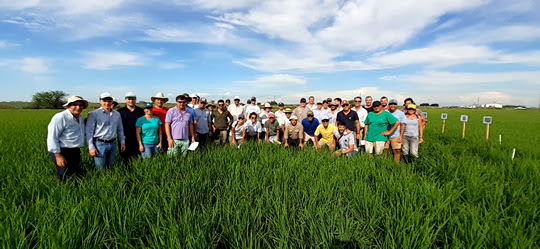 La importancia del manejo del potasio en la región del Litoral