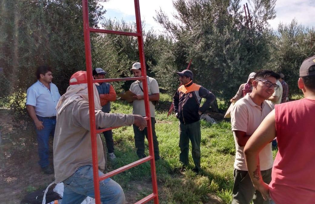 El Renatre fiscalizó a más de 650 trabajadores olivícolas en La Rioja
