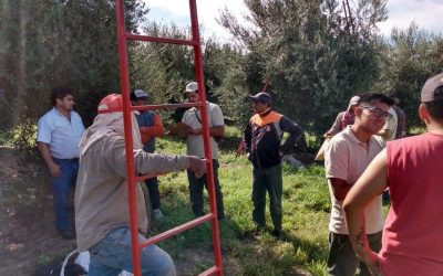 El Renatre fiscalizó a más de 650 trabajadores olivícolas en La Rioja