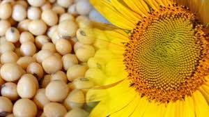 Las exportaciones de las principales oleaginosas crecieron un 9% en volumen en los primeros ocho meses del año