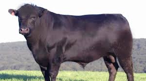 Rige acta de acuerdo con Brasil para exportarle genética bovina