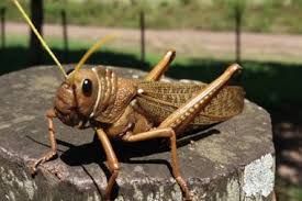 Se prorrogó autorización del uso de fitosanitarios para control de langostas y tucuras