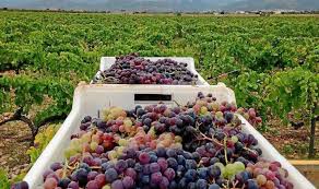 Denuncian que no hay precio para la uva