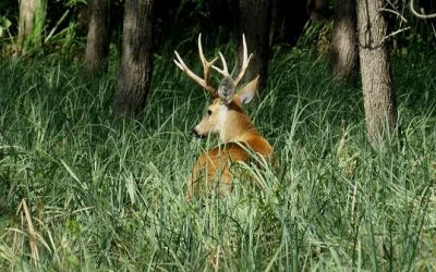 Primera empresa forestal del país certificada por cuidar servicios ecosistémicos, el Ciervo de los Pantanos y el Yaguareté