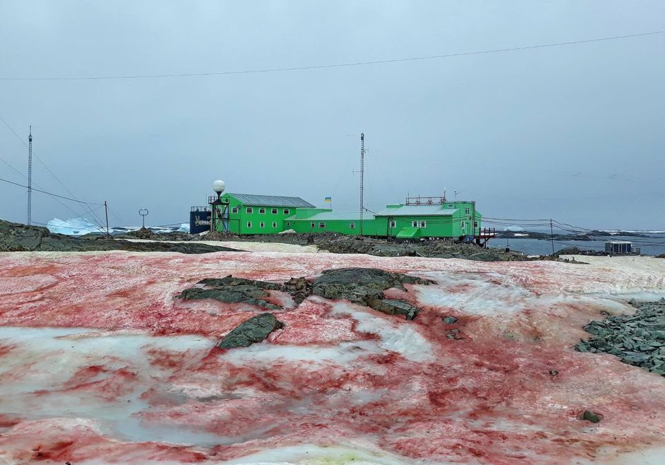 Nieve de sangre invade a una isla de la Antártida