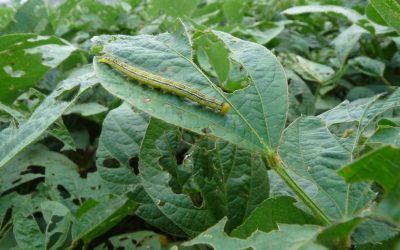 Soja: el INTA alerta por insectos que pueden afectar los rindes
