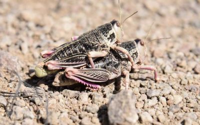 Medidas y acciones articuladas para la contención de las tucuras en la Patagonia
