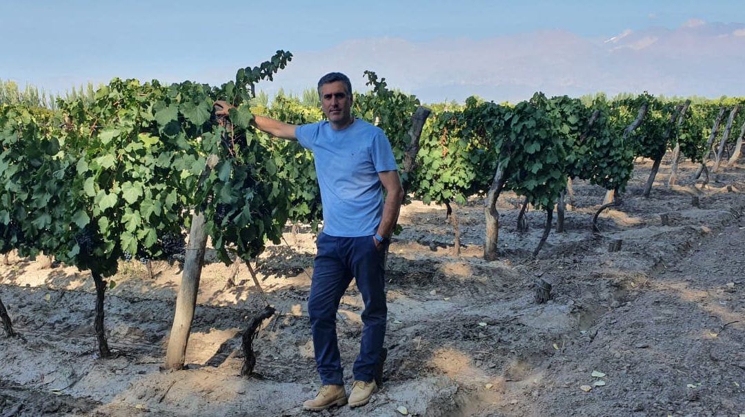 Uvas y frutales: fertilizar para no perder hasta el 50% de la próxima cosecha