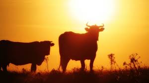 Prevén ola de calor y precipitaciones escasas en el área agrícola nacional