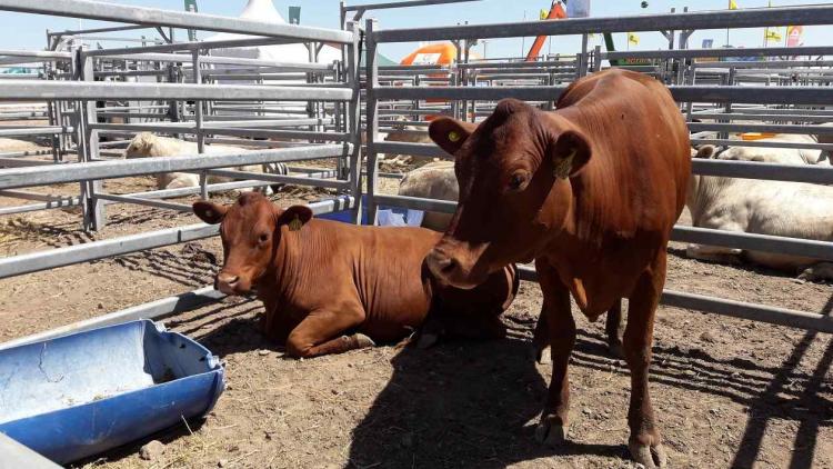 Rosgan llegará a las 3.000.000 de cabezas ofertadas en Expoagro