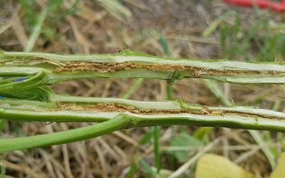 Detectan la presencia de mosca del tallo de la soja