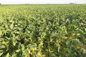 La falta de agua pone en jaque a la soja 2019-2020