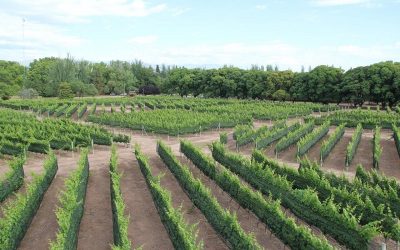 La calidad del Malbec depende de la orientación de la plantación